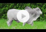 REM7022O FIV GENETICA AD (Nelore PO)