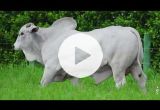REM2956O FIV GENETICA AD (Nelore PO)