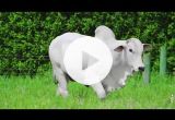 REM2805O FIV GENETICA AD (Nelore PO)