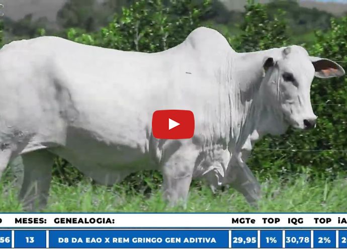 VÍDEO: REM6756O FIV GENETICA AD (Nelore PO)