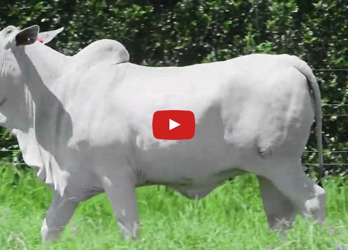 VÍDEO: REM6826O FIV GENETICA AD (Nelore PO)