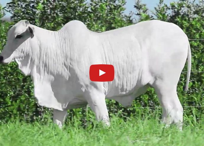 VÍDEO: REM274O FIV GENETICA ADI (Nelore PO)