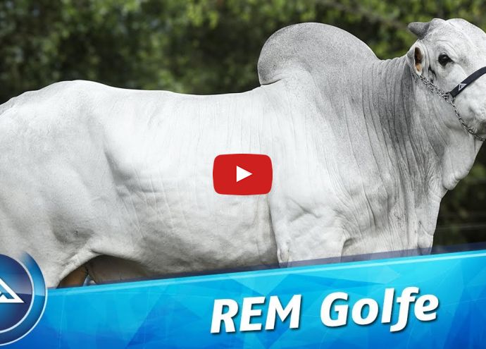 VÍDEO: REM GOLFE GENÉTICA ADITIVA (Nelore PO)