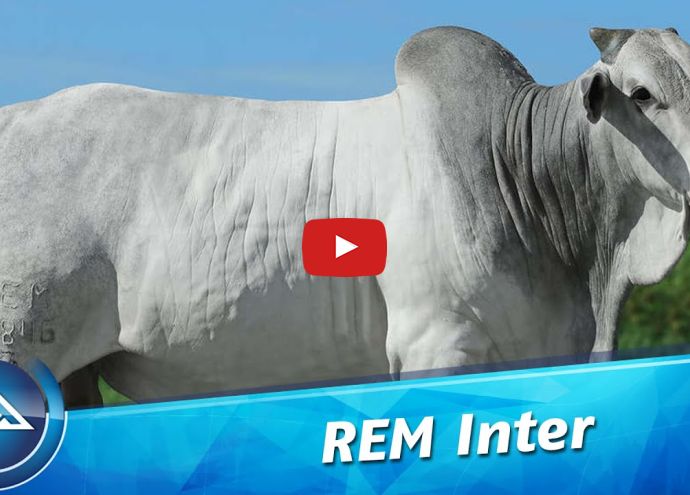 VÍDEO: REM INTER GENÉTICA ADITIVA (Nelore PO)