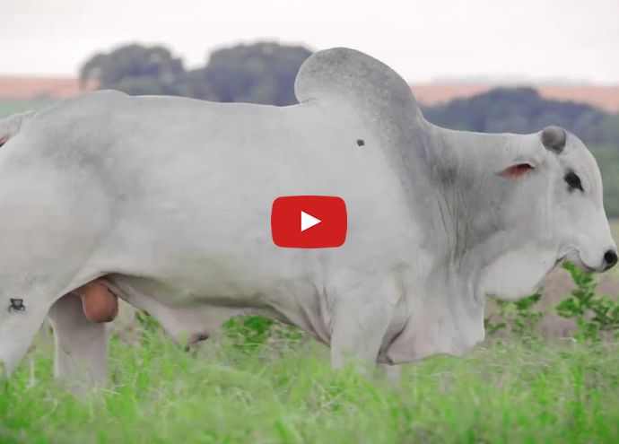 VÍDEO: REM5286M GENETICA ADITIV (Nelore PO)