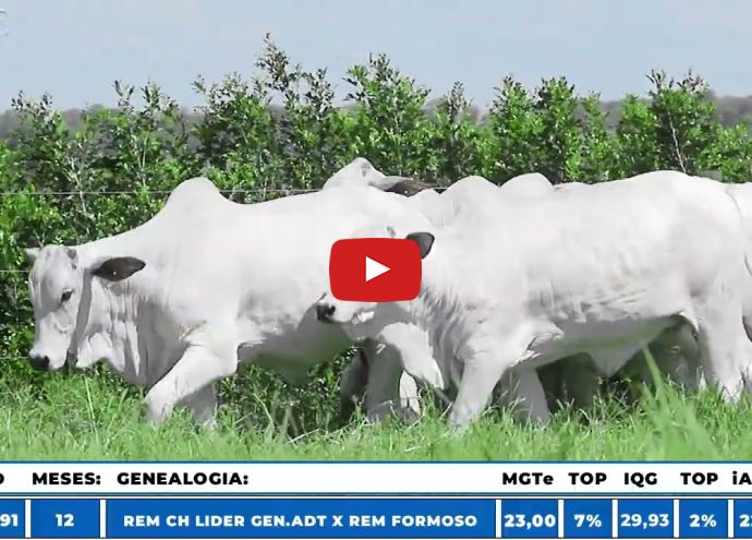 VÍDEO: REM7015O GENETICA ADITIV (Nelore PO)