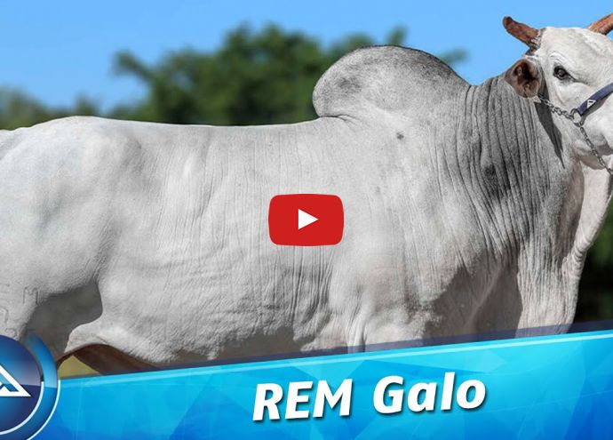 VÍDEO: REM GALO GENÉTICA ADITIVA (Nelore PO)