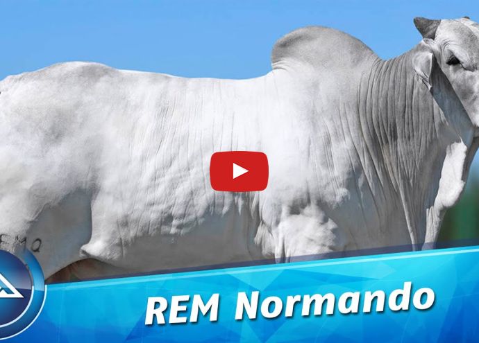VÍDEO: REM NORMANDO GENETIVA ADITIVA (Nelore PO)