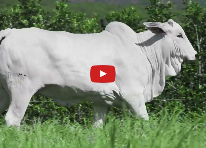 VÍDEO: REM2974O FIV GENETICA AD (Nelore PO)