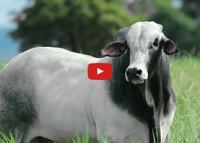 VÍDEO: REM OCTANE FIV GEN.ADT (Nelore PO)