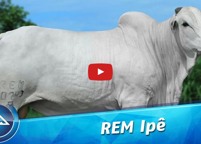 VÍDEO: REM IPÊ GEN. ADT (Nelore PO)