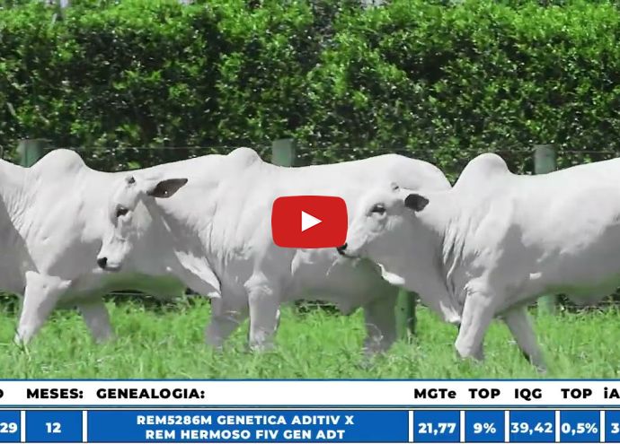 VÍDEO: REM6962O GENETICA ADITIV (Nelore PO)
