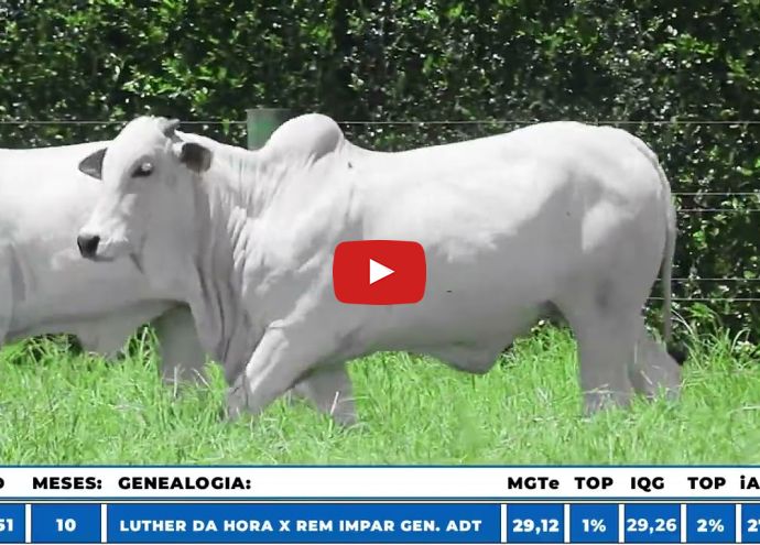 VÍDEO: REM7151O FIV GENETICA AD (Nelore PO)