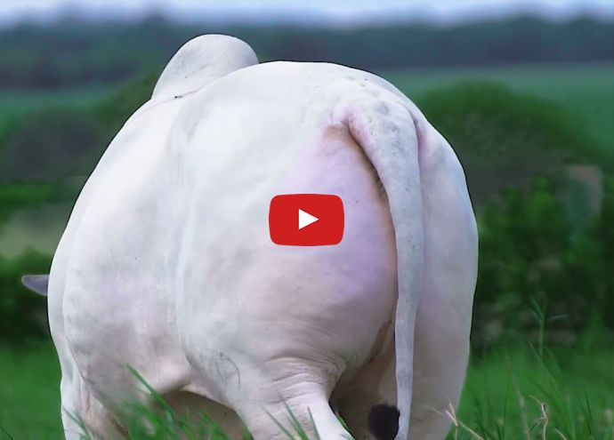 VÍDEO: REM NAVEGANTE FIV GENETICA ADITIVA (Nelore PO)