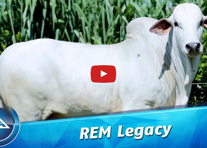 VÍDEO: REM LEGACY GENÉTICA ADITIVA (Nelore PO)