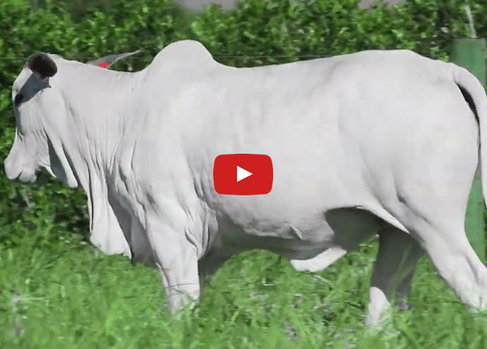 VÍDEO: REM6900O GENETICA ADITIV (Nelore PO)