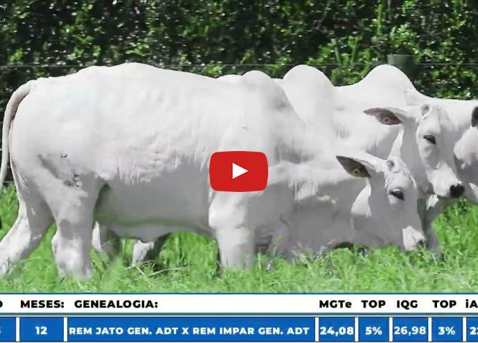VÍDEO: REM13756O GENETICA ADITI (Nelore PO)