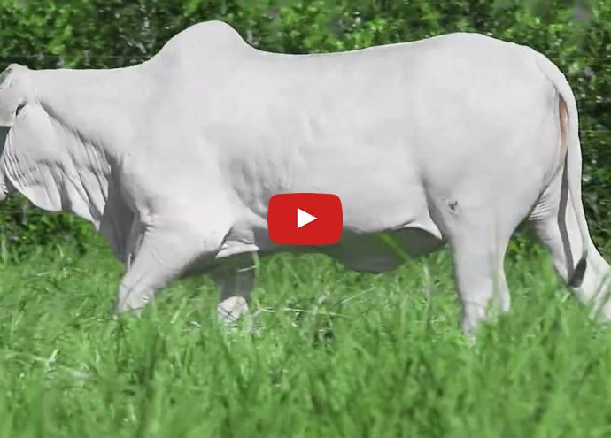 VÍDEO: REM2875O FIV GENETICA AD (Nelore PO)