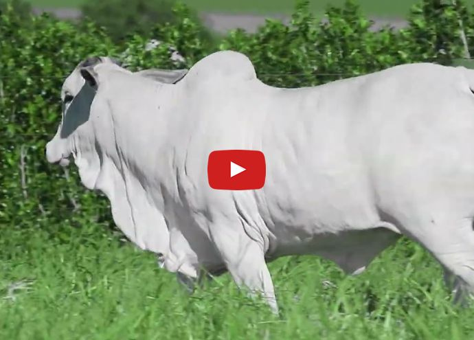 VÍDEO: REM226O FIV GENETICA ADI (Nelore PO)