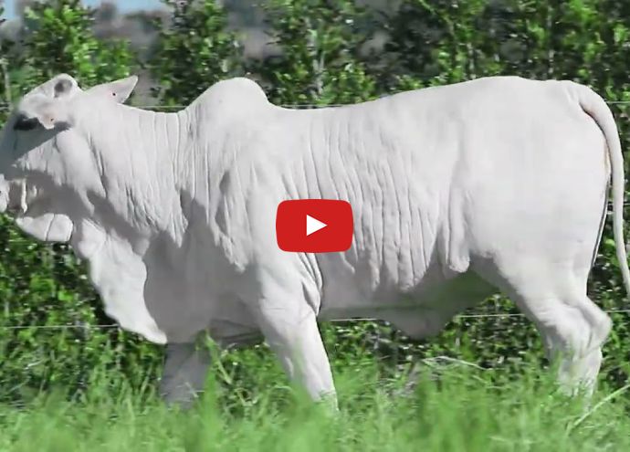 VÍDEO: REM6934O FIV GENETICA AD (Nelore PO)