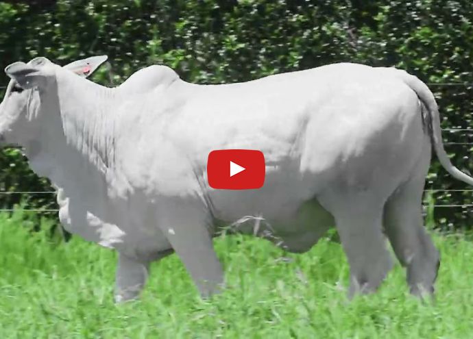 VÍDEO: REM7116O FIV GENETICA AD (Nelore PO)