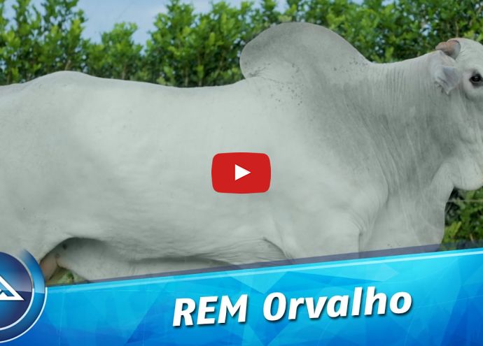 VÍDEO: REM ORVALHO FIV GEN.ADT (Nelore PO)