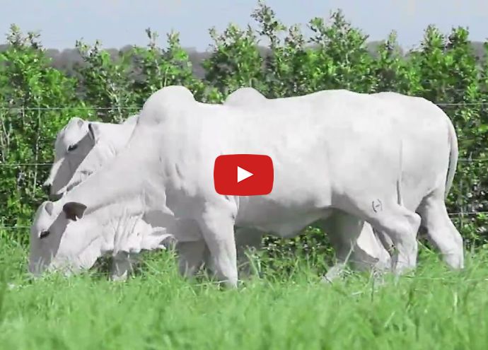 VÍDEO: REM13816O GENETICA ADITI (Nelore PO)