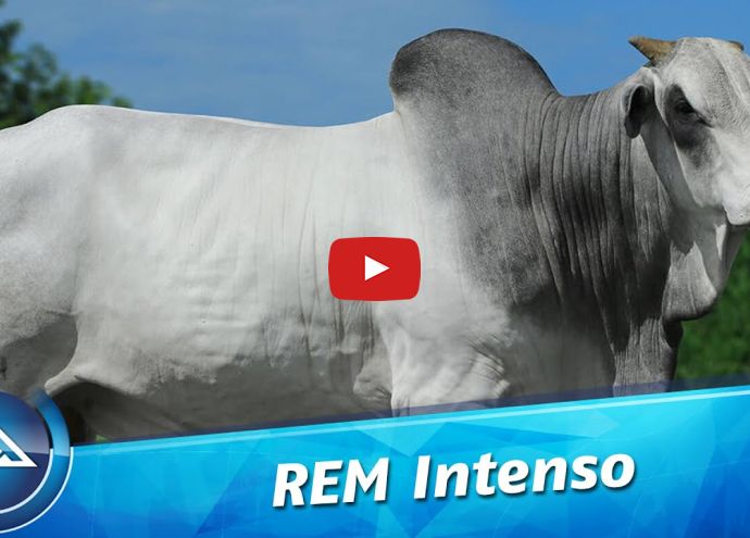 VÍDEO: REM INTENSO GEN. ADT (Nelore PO)