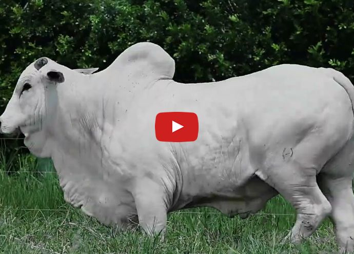 VÍDEO: REM OXIGENIO FIV GEN.ADT (Nelore PO)