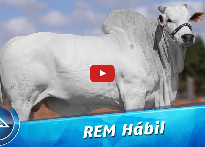 VÍDEO: REM HABIL GEN ADT (Nelore PO)