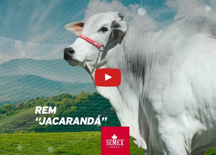 VÍDEO: REM JACARANDÁ GENÉTICA ADITIVA (Nelore PO)