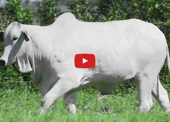 VÍDEO: REM2872O FIV GENETICA AD (Nelore PO)