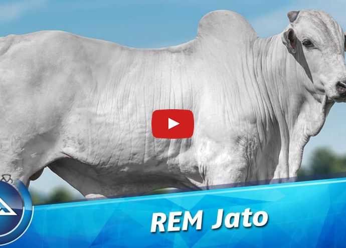 VÍDEO: REM JATO GENÉTICA ADITIVA (Nelore PO)