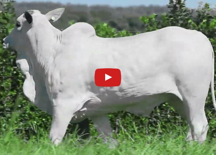 VÍDEO: REM261O FIV GENETICA ADI (Nelore PO)