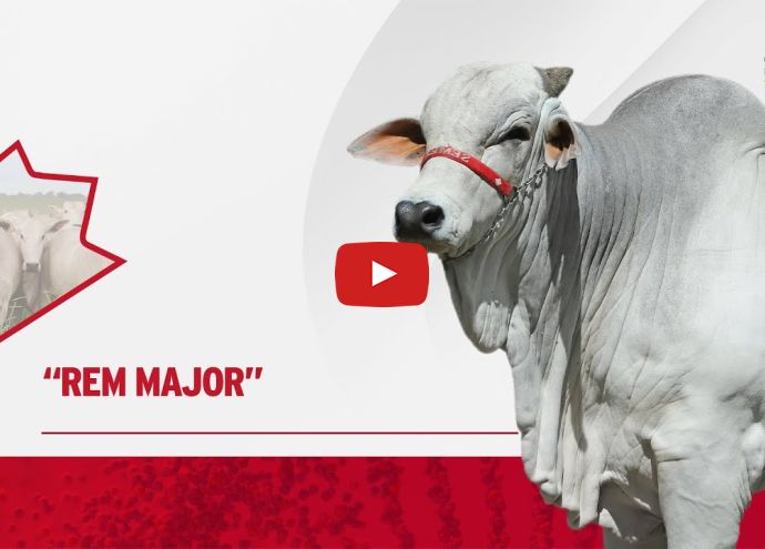 VÍDEO: REM MAJOR (Nelore PO)