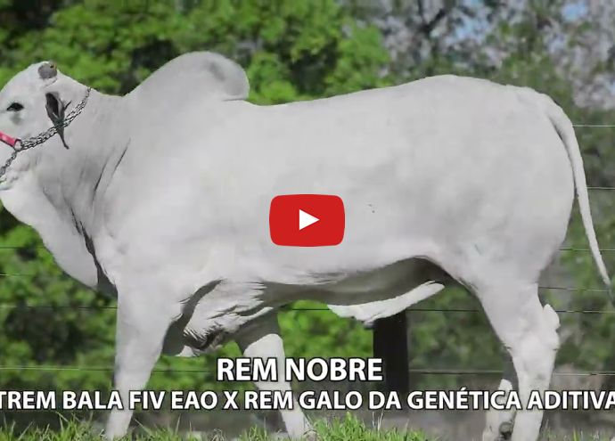 VÍDEO: REM NOBRE GENETICA ADITIVA (Nelore PO)