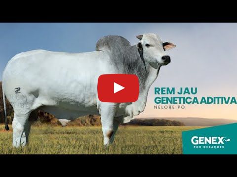 VÍDEO: REM JAÚ GENÉTICA ADITIVA (Nelore PO)