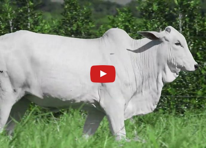 VÍDEO: REM7132O GENETICA ADITIV (Nelore PO)