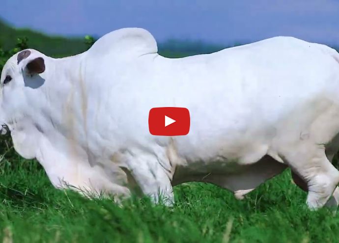 VÍDEO: REM NOCAUTE FIV GENETICA ADITIVA (Nelore PO)