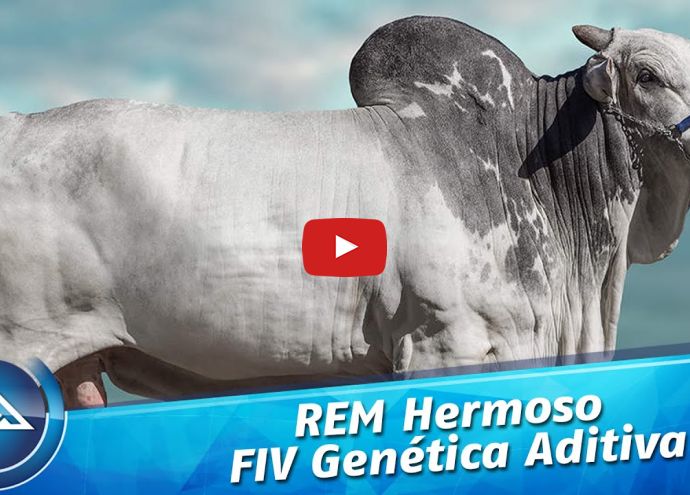 VÍDEO: REM HERMOSO FIV GEN ADT (Nelore PO)