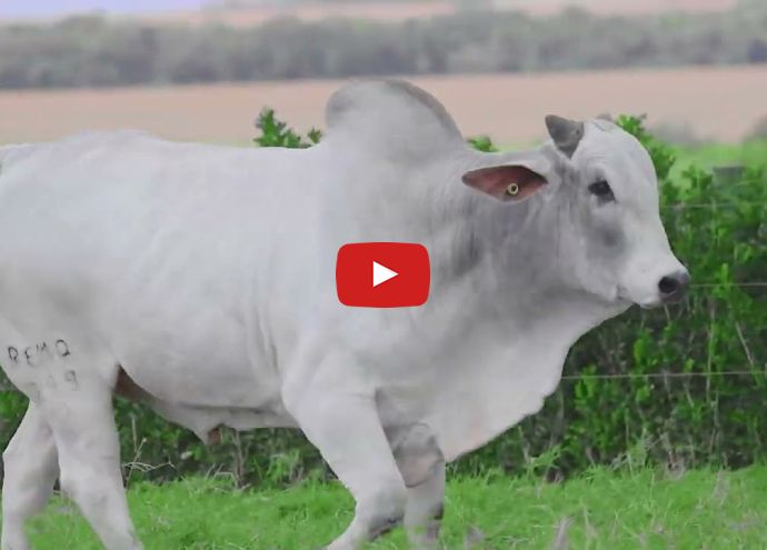 VÍDEO: REM NORMANDO GENETIVA ADITIVA (Nelore PO)