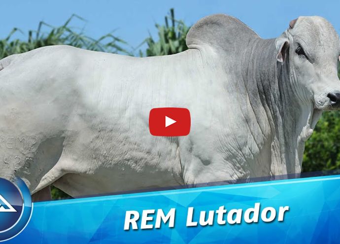 VÍDEO: REM LUTADOR GENÉTICA ADITIVA (Nelore PO)