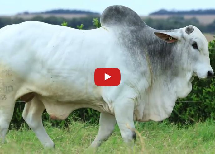 VÍDEO: REM NÓRDICO FIV GENETICA ADITIVA (Nelore PO)