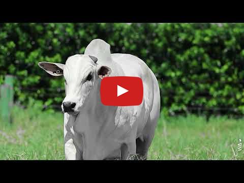 VÍDEO: REM OFICIAL FIV GEN.ADT (Nelore PO)