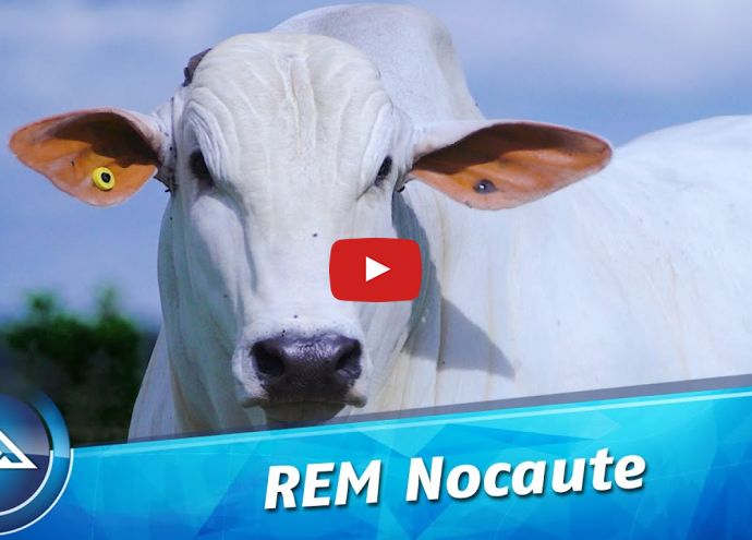 VÍDEO: REM NOCAUTE FIV GENETICA ADITIVA (Nelore PO)