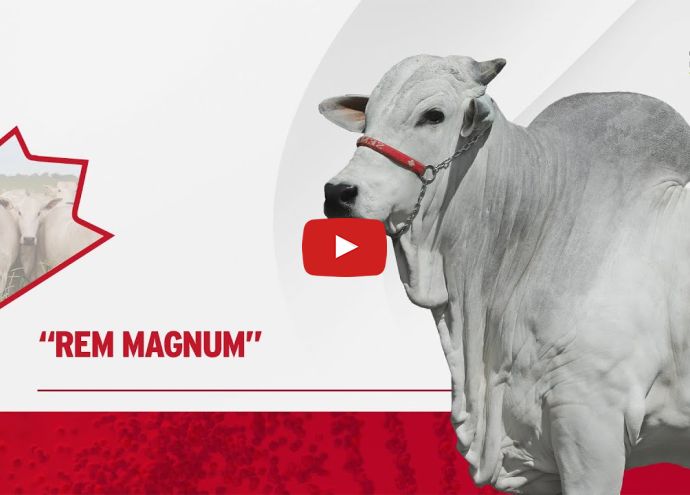 VÍDEO: REM MAGNUM GENETICA ADITIVA (Nelore PO)