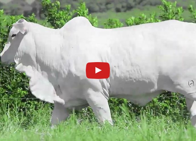 VÍDEO: REM403O FIV GENETICA ADI (Nelore PO)