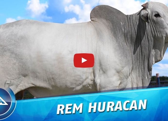 VÍDEO: REM HURACAN GEN ADT (Nelore PO)