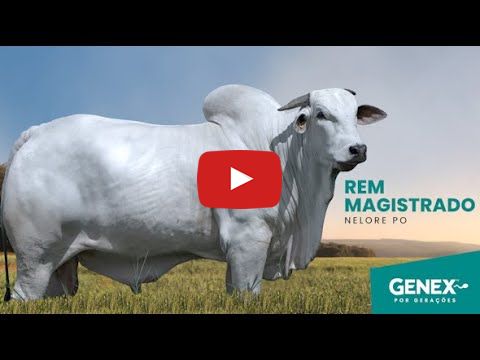 VÍDEO: REM MAGISTRADO GENÉTICA ADITIVA (Nelore PO)
