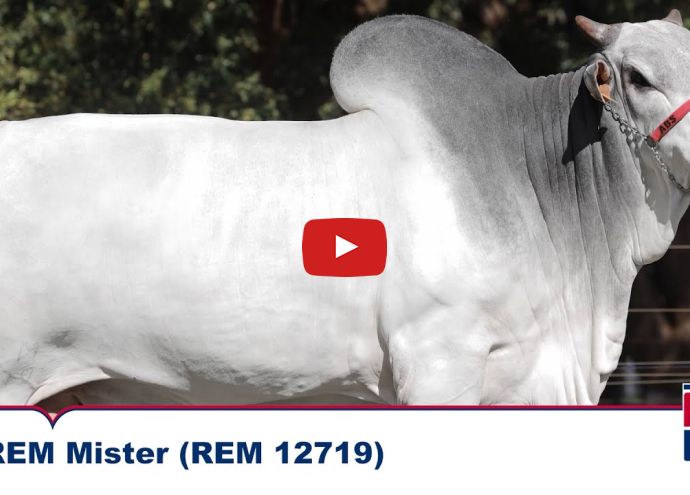 VÍDEO: REM MISTER GEN. ADT  (Nelore PO)
